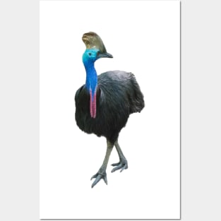 Cassowary Posters and Art